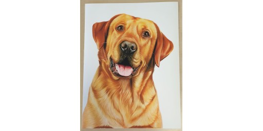 Labrador Retriever Canvas or Giclee Print